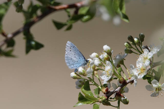 Blommor hem till dörren: De bästa blombuden i uppsala 2024